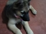 Germanshepered(දිගු ලෝම සහිත)
