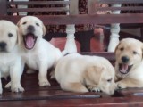 Labrador Retriever puppies