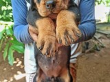 one side imported female puppy