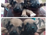Ridgeback puppy