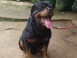 Rottweiler for Crossing (stud)