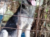 German Shepherd-Male