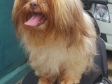 THE  PEKINGESE + LHASA APSO = PURE SHIHTZU
