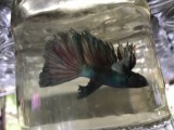 fighters for sale