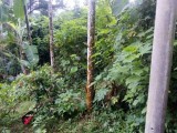 ඉඩමක් විකිනීමට