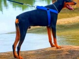 Doberman Dog For Crossing