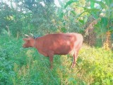 Jersey cow