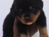 Rottweiler puppies