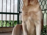 Labrador Puppies