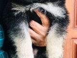 German shepherd long cort