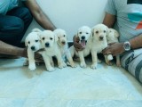 Labrador Puppies