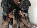 German Shepherd Puppies