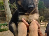 German shepard registerd puppies