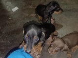 Dachshund dog