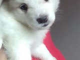 Lion Pomaneriyan puppies