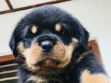 Highly pedigree Rottweiler puppies