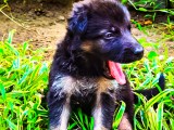 German Shepherd Dog Puppy