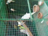 Love birds