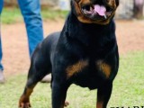 Rottweiler