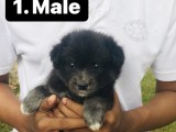 Lion Pomeranian