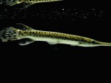ALIGATOR GAR