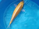 SL quality koi carp