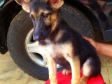 German Shepherd Puppies