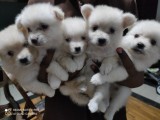 pomeranian puppies