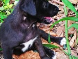 Dogs for Adoption