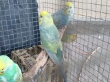 Rainbow Love Birds