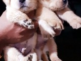 Labrador puppies