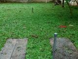 Malaysian mni grass carpet