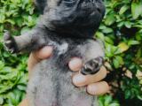 Pug Dog Puppies