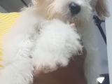 Skye Terrier