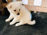 ⭕♐ Japanese Spitz Puppys