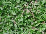 Landscape service