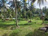 පොල් ඉඩමක් විකිණීමට