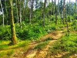 හඳපාන්ගොඩ වෙළ ඉහළ පාරෙන් සුන්දර වෙල් යායකට මායිම්ව අගනා ඉඩමක්