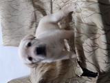 labrador puppie