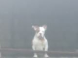 American bully dog crossing
