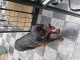To cross my male rottweiler