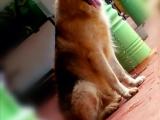 German shepherd male dog