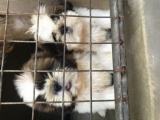 princess shitzu male puppies