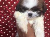 Shih tzu