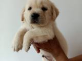 Labrador retriever puppies