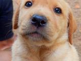 Labrador puppies
