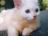 Persian Cat (original)