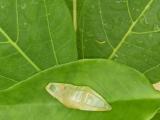 Yellow Sapphire Crystal