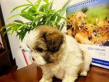 Shihtzu Puppies