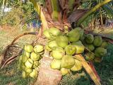 දෙමුහුම් පොල් පැල විකිණීමට ඇත